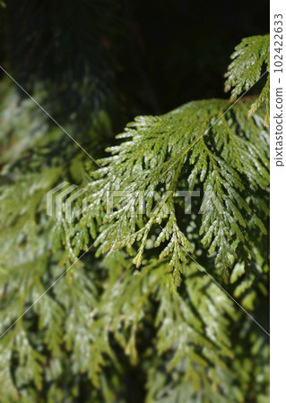 Western Red Cedar 102422633