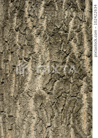 Boxelder maple Boxelder maple 102422634