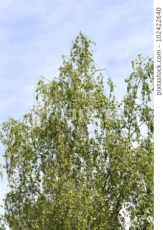 Common birch Common birch 102422640