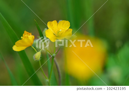 有毒但嬌嫩美麗的白屈菜花 102423195