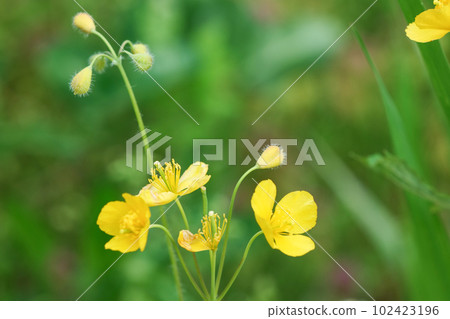 有毒但嬌嫩美麗的白屈菜花 102423196