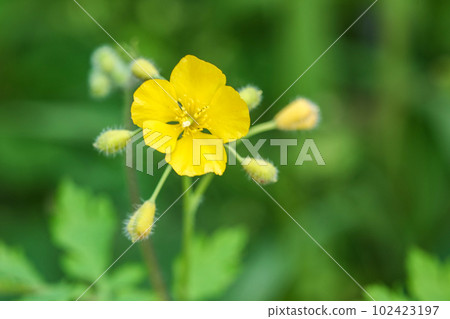 有毒但嬌嫩美麗的白屈菜花 102423197