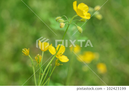 有毒但嬌嫩美麗的白屈菜花 102423199