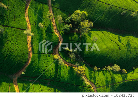 Aerial Top View of Tea Plantation Nature Background in Morning Light 102423725