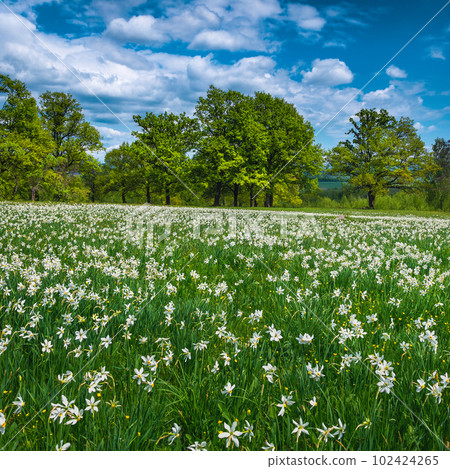 Blossoming white daffodil flowers on the green meadows Blossoming white daffodil flowers on the green meadows 102424265