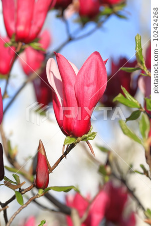 Flower of purple magnolia in full bloom Flower of purple magnolia in full bloom 102424268
