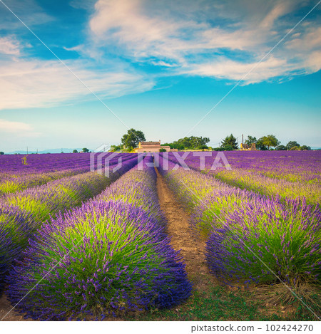 Cultivated purple lavender rows and rural landscape, Valensole, France 102424270