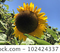 Sunflower 102424337