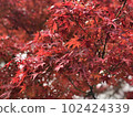 Maple  102424339