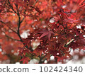 Maple  102424340