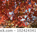 Autumn leaves 102424341