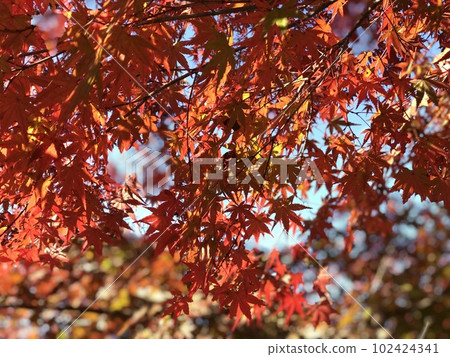 Autumn leaves Autumn leaves 102424341
