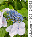 hydrangea   102424342