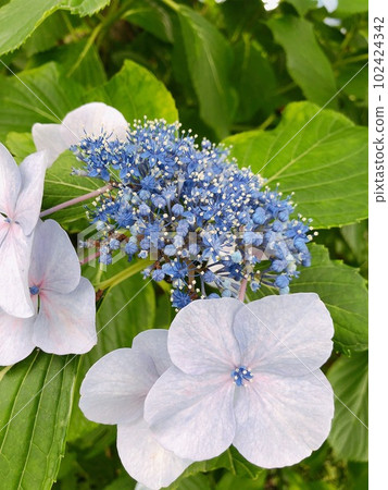 hydrangea hydrangea 102424342