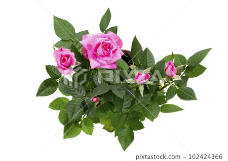 Indoor rose bush in a pot on a white background 102424366