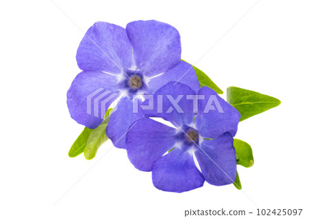 periwinkle flower isolated 102425097