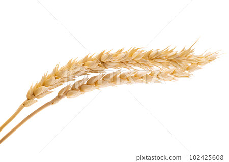 wheat ear isolated 102425608