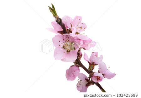 sakura flowers isolated sakura flowers isolated 102425689
