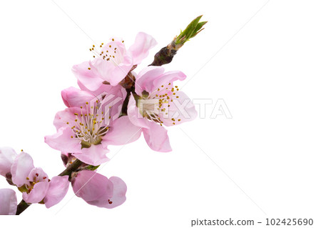 sakura flowers isolated sakura flowers isolated 102425690