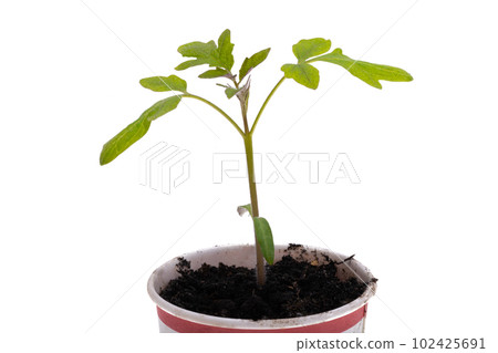 tomato seedling tomato seedling 102425691