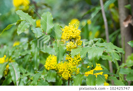 Magonia blooming in the spring in a flower bed Magonia blooming in the spring in a flower bed 102425747
