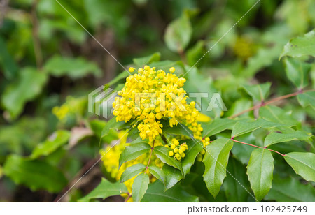 Magonia blooming in the spring in a flower bed Magonia blooming in the spring in a flower bed 102425749