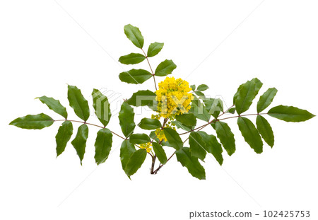Mahonia flowers isolated 102425753