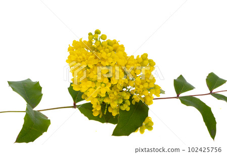 Mahonia flowers isolated 102425756