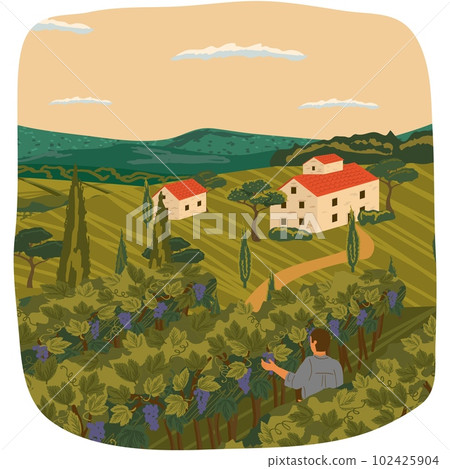 Man picking grape over rural vineyard landscape Man picking grape over rural vineyard landscape 102425904
