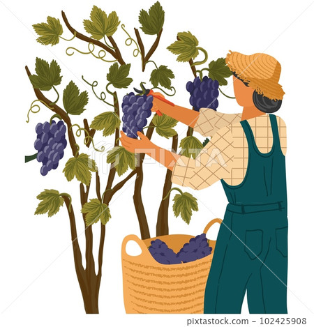 Vector man picking grape during wine harvest icon 102425908