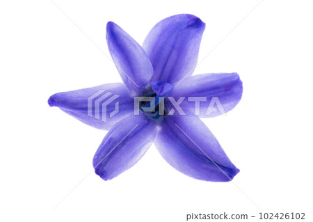 hyacinth flower isolated 102426102