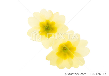 primrose flowers isolated primrose flowers isolated 102426114