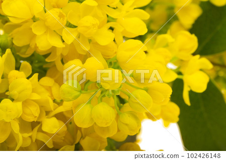 Mahonia flowers isolated Mahonia flowers isolated 102426148