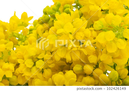 Mahonia flowers isolated Mahonia flowers isolated 102426149
