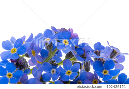 forget-me-not isolated 102426151