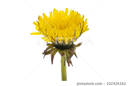 dandelion flower isolated dandelion flower isolated 102426162