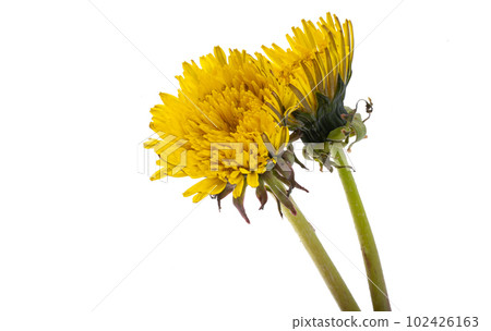 dandelion flower isolated dandelion flower isolated 102426163