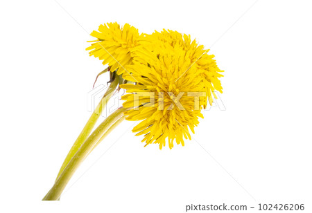 dandelion flower isolated dandelion flower isolated 102426206