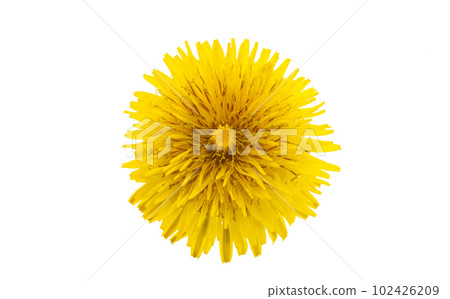 dandelion flower isolated dandelion flower isolated 102426209