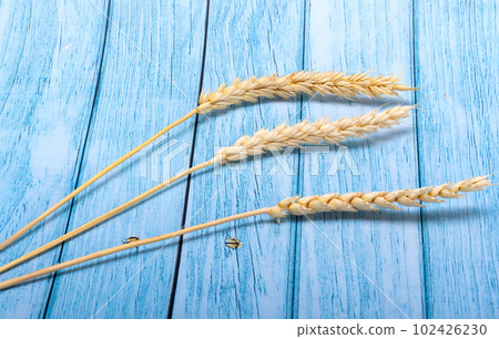spikelets of wheat 102426230