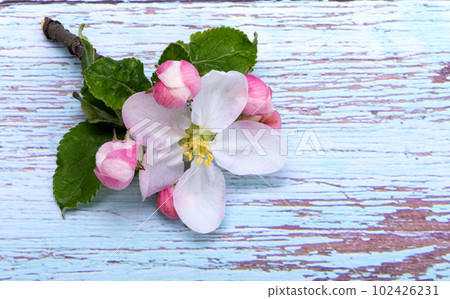 apple tree flowers apple tree flowers 102426231