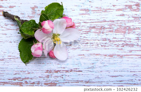 apple tree flowers 102426232