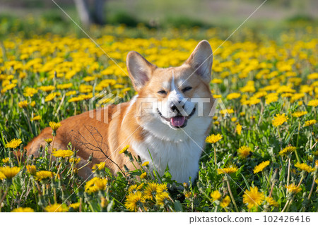pembroke corgi in a meadow in dandelions 102426416