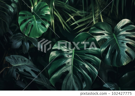 A composition of multiple monstera plants or leaves with a sense of organic and natural decor. Concept lushness and greenery. Generative AI 102427775