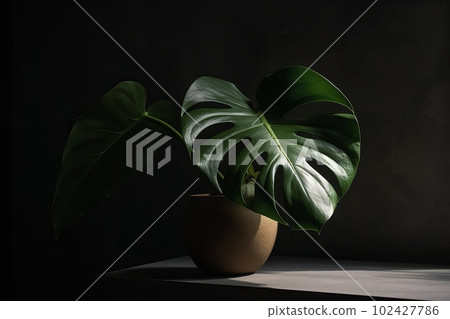 A monstera plant displayed in a vase with a sense of natural and organic decor. Generative AI A monstera plant displayed in a vase with a sense of natural and organic decor. Generative AI 102427786