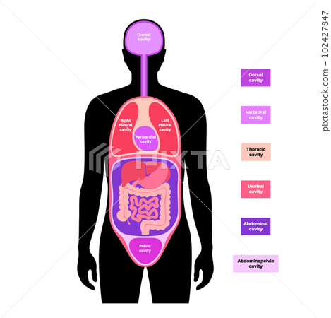 Body cavities poster 102427847