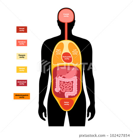 Body cavities poster 102427854