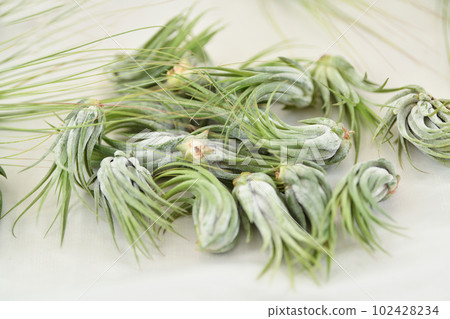 Green tillandsia air plants on a white background Green tillandsia air plants on a white background 102428234