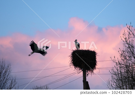 A white stork couple building their nest in the spring season 102428703