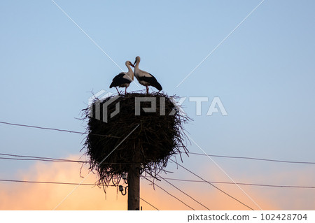 A white stork couple building their nest in the spring season 102428704